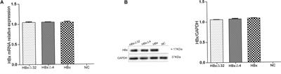 Synergistic Effect of MC-LR and C-Terminal Truncated HBx on HepG2 Cells and Their Effects on PP2A Mediated Downstream Target of MAPK Signaling Pathway